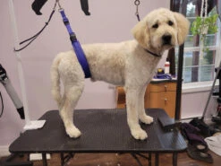 GroomTech Biothane Belly Strap Set - Teal