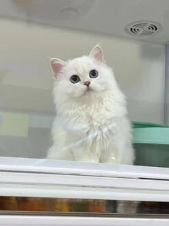 Pilton Smart Cat Cabin Condo C01 -Oz Grooming World PI C01 5