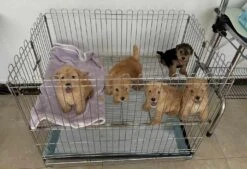 SolidPet 90cm Foldable Stainless Steel Pet Playpen -Oz Grooming World SP STC304 347 1 4