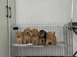 SolidPet 90cm Foldable Stainless Steel Pet Playpen -Oz Grooming World SP STC304 347 1 5