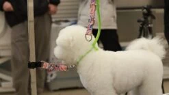 Aeolus Biothane Grooming Safety Tether Extension Strap - Pink Print -Oz Grooming World T BIOHGS P01