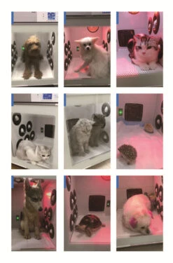 KissGrooming Pet Drying Cabinet 907TN With 3 Motors -Oz Grooming World T TD907TN 5