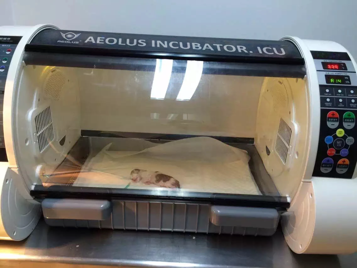 Aeolus Pet Incubator ICU Intensive Care For Small Animals UC1801 + Free Humidifier 13 Aeolus Pet Incubator ICU Intensive Care For Small Animals UC1801 + Free Humidifier - Image 11