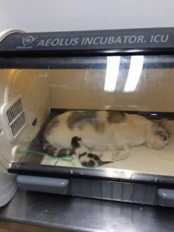 Aeolus Pet Incubator ICU Intensive Care For Small Animals UC1801 + Free Humidifier 22 Aeolus Pet Incubator ICU Intensive Care For Small Animals UC1801 + Free Humidifier -Oz Grooming World T UC1801 8