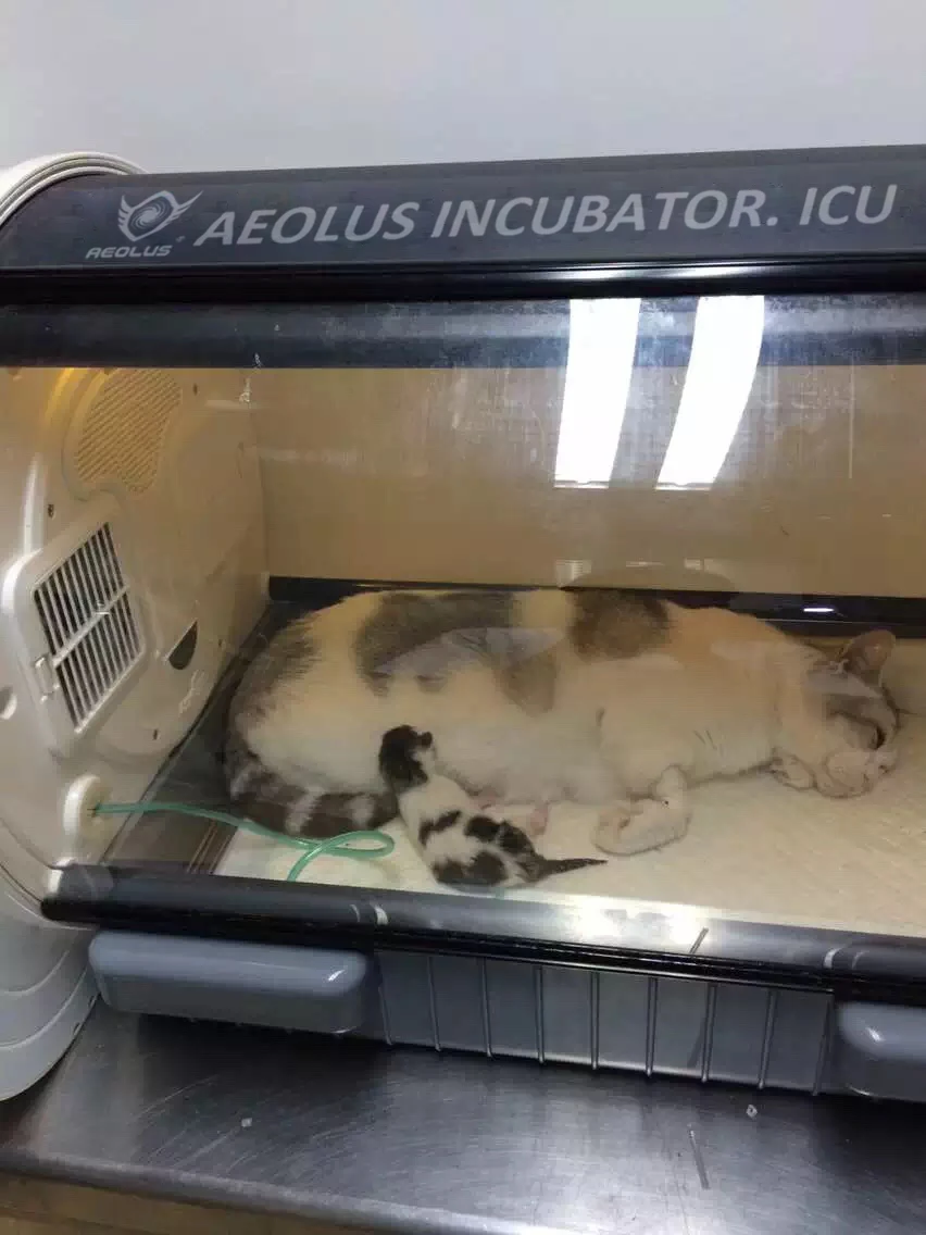 Aeolus Pet Incubator ICU Intensive Care For Small Animals UC1801 + Free Humidifier 11 Aeolus Pet Incubator ICU Intensive Care For Small Animals UC1801 + Free Humidifier - Image 9