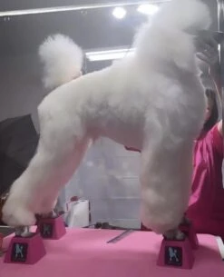 Vanity Fur Stacking Blocks Set Of 4 Small 2" X 2" - Jolly Purple -Oz Grooming World VF STB JPU S 2