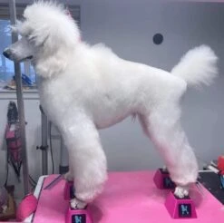 Vanity Fur Stacking Blocks Set Of 4 Medium 3" X 3" - Purple -Oz Grooming World VF STB PUR M 5